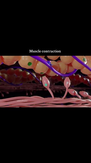 Understanding Muscle Contraction in Medicine