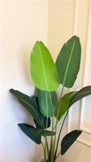 Home decor plants