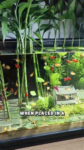 Lucky bamboo can grow with its roots underwater and leaves above — just like a mini nature filter! 🌿✨ #Fyp #LuckyBamboo #Aquascape #AquaticPlants #FishFunFacts | GuppyKoi