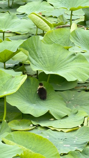Baby duckling playing with big leaf | Beautiful World