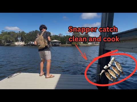 MANGROVE SNAPPER catch clean and cook