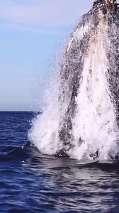 Just two simple words - Awesomely WOWNESS!! Great footage from: @gonewhalewatching | Jeff Corwin
