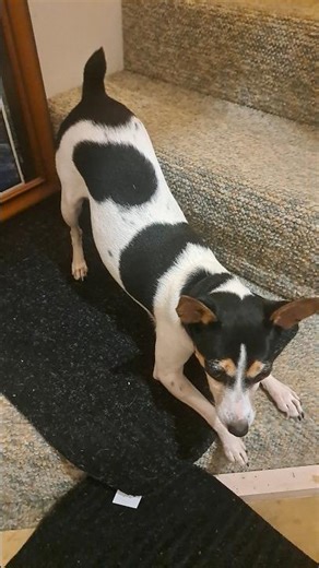 8828. Sit up distance sit come sit spin twirl drop sit stand bow up release home 19 March 2026 AK