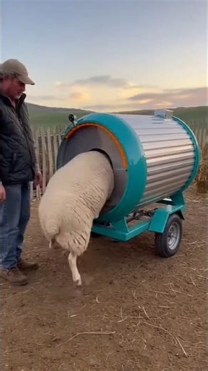 Magic Sheep Shearing Machine! 🐑🔪 Watch It Transform the Sheep in Seconds! #shorts