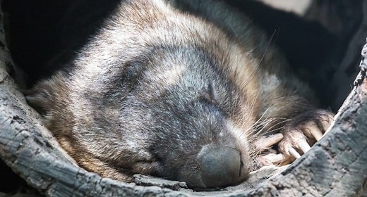 Are Wombats Dangerous? - UntamedAnimals