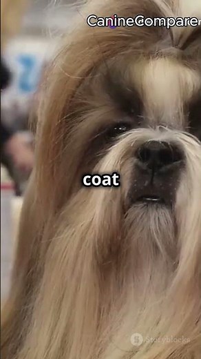 Shih Tzu vs. Lhasa Apso: Which Small Breed is Right for You?
