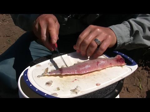 How to Cut Bait for Catfish - Two Ways to Cut and Hook your Bait | Thundermist Quick Fishing Tip