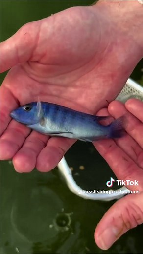 I found an abandoned pet store! #abandoned #pet #fish #animal #rescue #wildlife #pond #fishkeeping #animals #fishtank #bassfishingproductions