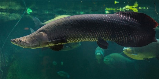 Creature Feature: Meet the 'Freshwater Giant' Arapaima