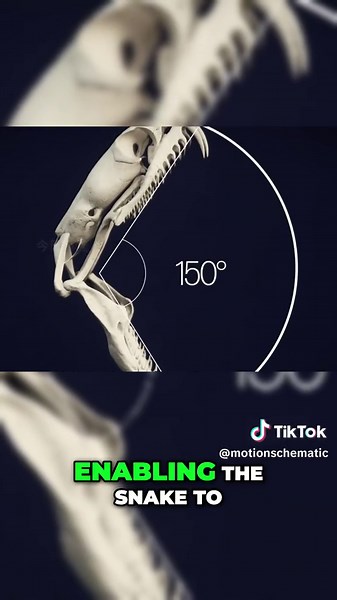 Incredible python digestion #knowledge #Python #Science #process