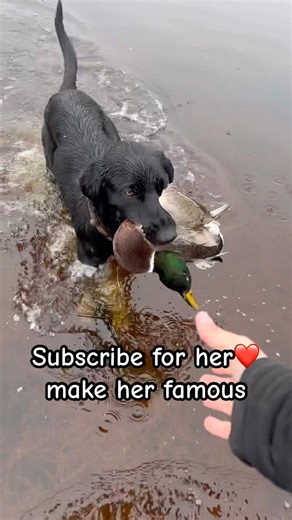 ￼Duck hunting dog black Labrador waterfowl hunt #shorts #hunting