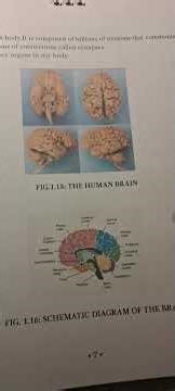 Human mind-brain system as an information processing device-acharya vishvendra -आचार्य विश्वेंद्र