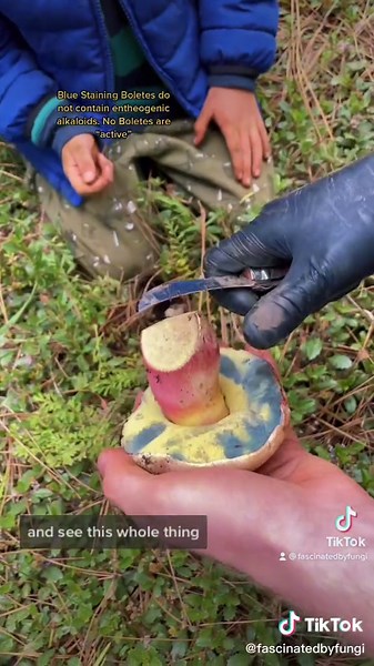 Blue Staining Boletes: Fascinating Fungi Facts!