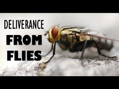 Deliverance From Flies | John Eckhardt's Prayers That Rout Demons