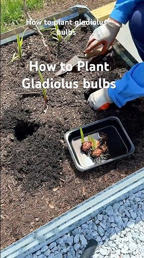 How to plant gladiolus bulbs #gardening tips #gardening growing gladiolus flowers #tips