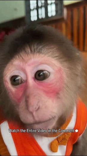 Cubis and Luk assist Dad with cooking because they are quite hungry! | Monkey TV