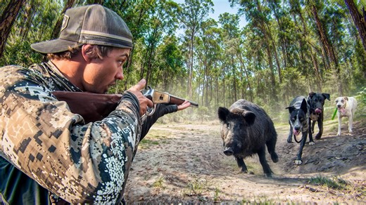 Charged by a Giant Boar! Wild Pig Hunting with Dogs in Australia