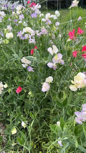 1K views · 179 reactions | Sweet peas are cool-season hardy annuals....