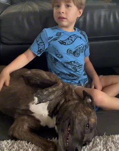 Bangles aka Benny, is the perfect family dog. He is super sweet and absolutely loved by anyone who meets him. Come and visit Benny this weekend at our pet adoption day Petbarn Smithfield. Or email adopt@nqar.org.au for more info. | North Qld Animal Rescue Inc.