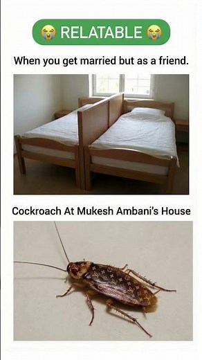 “Rich roach, broke romance 😂” #birdtrend #funny #viral #memes #comedy #trend #usa #shorts #memelife