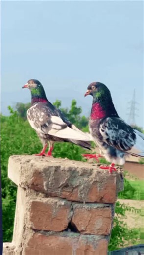 mozam (@roly.yr)’s videos with original sound - 🔥Lovely songs🔥