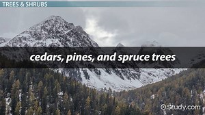 Mountain Plants Lesson for Kids