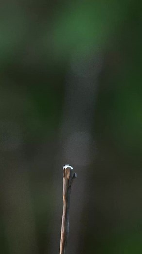 1.9K views · 37 reactions | So cool  • @wilfried_desvergne @_sensho #macro #dragonfly #nature #macrophotography #redshift3d #zbrush #3dart #closeup #macromicroworldss #naturephotography #cinema4d #motiongraphics #motiongraphics_p #blender3d #octanerender #octane #aftereffects #digitalart #digitalartist #mdcommunity | Trekkrlife | Facebook