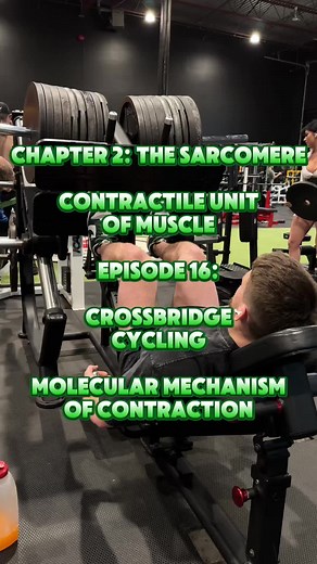 Understanding Muscle Contraction and Crossbridge Cycling