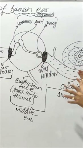 working of human Ear? | by A.Raj sir