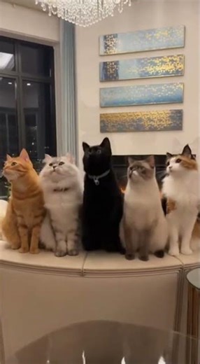 Cats Nodding to Beat 🐱🔥 Perfectly Synced Head Bob Dance #MENTE MÁ