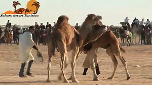 14K views · 205 reactions | Douz festival - Douz the south of Tunisia I ❤️ Tunisia I ❤ Douz | Sahara desert Tunisia ღ | Facebook