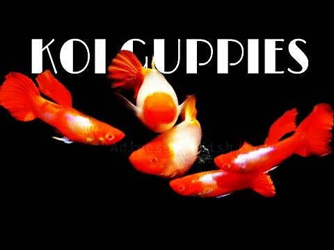 Beautiful Types of Koi Guppies | Beautiful Guppy Fish in the World