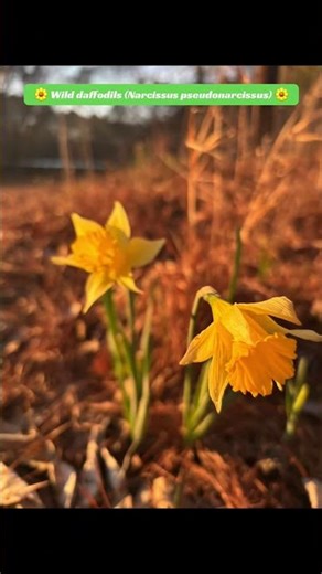 🌼 Wild daffodils (Narcissus pseudonarcissus) 🌼