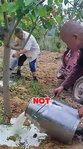 Unbelievable! Why Milking a Goat Is So Important – Most People Don’t Know This 🐐