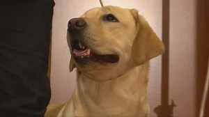 Labrador Retriever still America's favorite, French Bulldog gets better spot