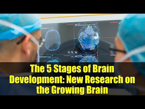 The 5 Stages of Brain Development: New Research on the Growing Brain