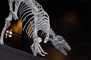 Allosaurus vs tyrannosaurus - forskjell og sammenligning - Blog 2026