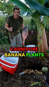 14K views · 14K reactions | How to grow big banana racks. Feed them...