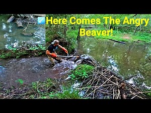Angry Beaver Swims Downstream As We Remove Beaver Dam In New Creek! Part 13!