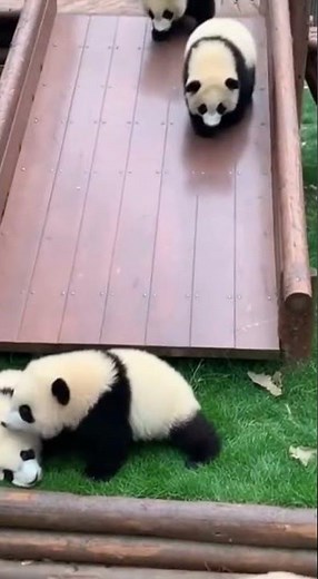 Baby Pandas Sliding Down a Playground Slide 🐼 | Cutest Moments Ever!