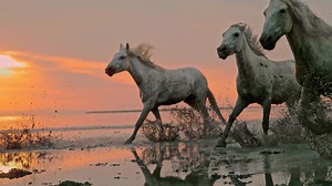 Bring your stories to life with our new iStock Video Editor, which lets you create attention-grabbing social videos, product demos, promos, tutorials, and ads that resonate with your audience. No editing experience needed! https://www.istockphoto.com/video-editor | iStock