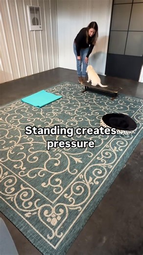 66K views · 1.3K reactions | Are you intimidating your puppy? Most...