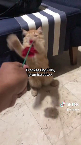 Adorable Promise Cat Videos: The Cutest Moments