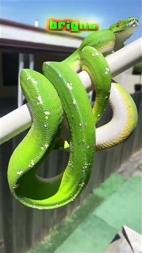 The Most Beautiful Snakes on Earth 😱🐍 #shorts