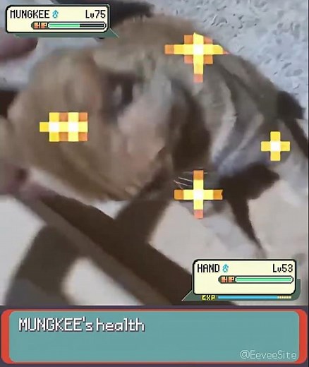 Orange Cat betrays it's trainer in Pokemon IRL! - EeveeSite #irlpokemon #funnycats #orangecat