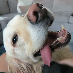 249K views · 12K reactions | These 5 things will ALWAYS make your dog smile! 殺 | TmarTn | Facebook