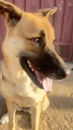 Ilabrador puppy retriever puppies#animal life #shotfeed #shorts #catmeowarea ​⁠​⁠