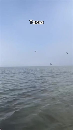 Expert Tips for Bufflehead Duck Hunting in Texas