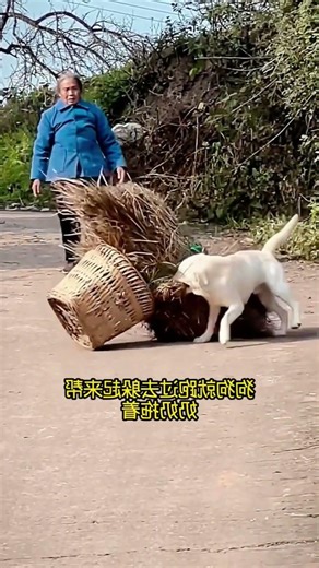 Chú chó tốt bụng #182 | Chó mà cũng biết nhớ ơn nữa là..., thật quá giỏi