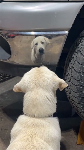 Smart Dogs Acting Silly 😜 #FunnyDogs #DogComedy #PetLovers